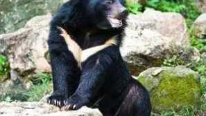 Himalájsky medveď, vlastnosti lôžok ussuri